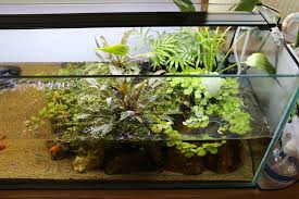 My Aquascape 2016 11 11 Setup 2016 09 14 Low Tech Low Maintenance High Growth Riverbed Sand Wood Fossil Stone Wabi Kusa X4 Riparium Plants Paludarium