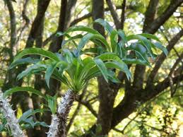 Image result for Pachycarpus firmus