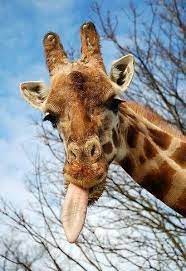 Please note that external videos may contain ads: Yuck A Giraffe Giraffe Tongue Cute Animals Funny Giraffe