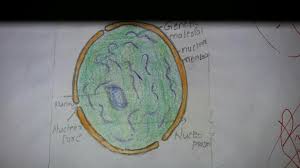 To prepare stained temporary mount of human cheek cells and to record observations and dram its labelled diagrams. Cheek Cell Experiment Class 9 Brainly In