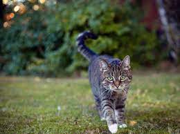 Ein leben mit freigang entspricht zudem der natur der katze. Freigangerkatze Wie Lange Bleibt Die Samtpfote Weg