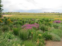 Check spelling or type a new query. Native Plants Are Becoming The New Normal Dyck Arboretum