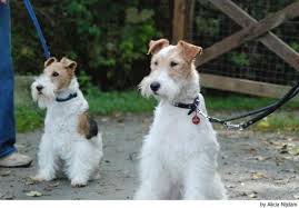 Image result for foxterier drsnosrstý