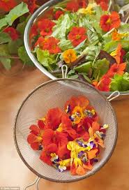 If you decide on the very tall sunflowers, you will need to provide support for the plant, otherwise the weight of the flowers will cause the plants to fall over. Rose Petals And Edible Flowers Found To Have High Levels Of Health Promoting Properties Daily Mail Online