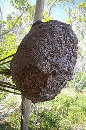 There can be multiple colonies in the same house, though unlike the subterranean termites where the colonies live in tubes and huts, drywood termites live in the wood and tunnel along the grain of the wood. Termite Wikipedia