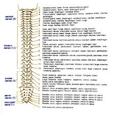 Spinal Cord Injury Levels And Function Chart Google Search