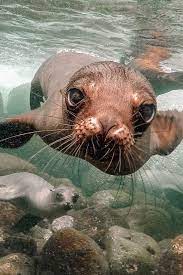The galapagos islands have a low biodiversity (that is, few animal species), because the islands are 600 as a result, animals of the galapagos islands are species whose ancestors were already well. 11 Unique Animals To See In The Galapagos Islands Hand Luggage Only Travel Food Photography Blog