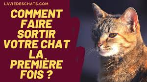 La socialisation consiste à présenter notre chien ou notre chat lorsqu'il s'agit d'un chiot ou d'un chaton à toutes sortes de personnes, d'animaux, d'environnements et de stimuli afin qu'à l'âge adulte, il soit un. Comment Faire Sortir Un Chat Pour La Premiere Fois Youtube