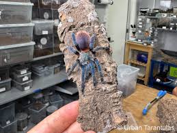 Image result for Tridactyle gentilii