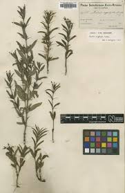 Image result for Barleria oxyphylla