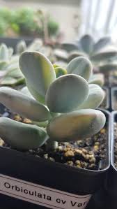 We did not find results for: Cotyledon Orbiculata Variegata Succulents