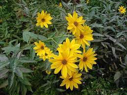 Fiori a grappoli gialli verdognoli : Il Topinambur Helianthus Tuberosus Un Colorato Fiore Autunnale Giardinaggio Piante E Fiori