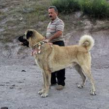 Pin By Happy Duck On Animal Kangal Dog Dogs Dog Love