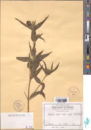 Image result for Aspilia rudis