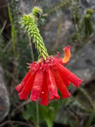 Image result for Hibiscus pusillus