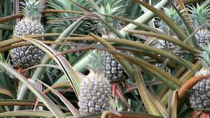 Maybe you would like to learn more about one of these? Dole Plantation Dole Plantation Where Pineapple Is Still King Aloha Hawaii