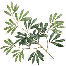 Silk Olive Tree Branches Black Olive Tree Branches Italian Olive Tree Branches Black Olive Tree Olive Trees Garden Flower Branch