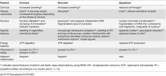 Besides chromomycin a2, chromomycin a3 and demethylchromomycin a2 were also identified from the extract derived from streptomyces sp., recovered from paracuru beach, located in the northeast region of brazil. Characteristic Features Of Apoptosis Oncosis And Necrosis Download Table