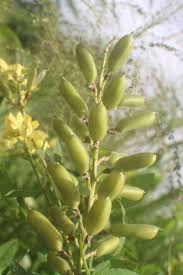 Image result for Crotalaria micans
