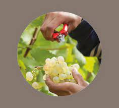 Candy crush, bubble vous y trouverez des actualités sur tous les jeux et plus de 16 000 jeux gratuits à découvrir pour toute la. Chasselas De Moissac Aop Raisin De Table