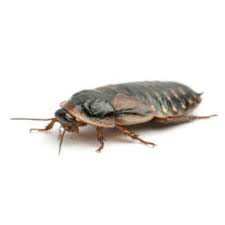 Family owned pest control company servicing northern and southern california. Santa Ynez Valley Best Pest Control O Connor Pest San Luis Obispo