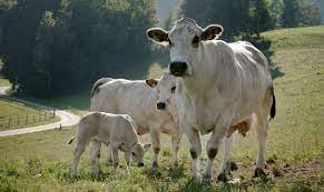 Für fragen steht ihnen der sekretär, peter althaus gerne zur verfügung. Rinderzucht In Der Schweiz Schweizer Fleisch