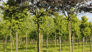 It is sometimes incorrectly spelled albizzia. Albizia Julibrissin Summer Chocolate Treeebb Baumsuchmaschine Im Internet Baumschule Ebben