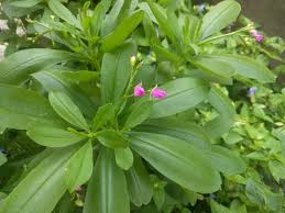 Image result for Talinum paniculatum