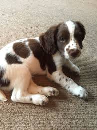 Their price depends upon the pup's age, sex, quality, pedigree, and breeder's location. Springer Spaniel Puppy Puppies0 8weeks Spaniel Puppies Beautiful Dogs Springer Spaniel Puppies