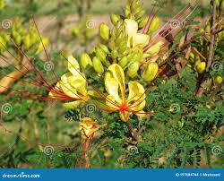 Image result for Erythrostemon gilliesii