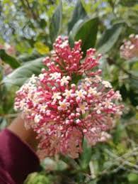 Image result for Rogiera amoena