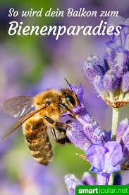 Bei vielen pflanzen ist es züchterisch so gewollt, dass die staubblätter auch blütenblätter sind, sie bieten also nur farbe. Bienenfreundliche Blumen Fur Deinen Balkon