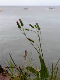 Image result for Emilia caespitosa