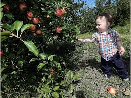 Ontario apple crop cut by half but Essex County spared