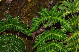 Image result for Aleuritopteris