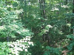We did not find results for: Yellow Creek State Forest Ohio Department Of Natural Resources