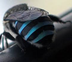 Black And White Striped Bee Like Insect Blue Fly Bugs And Insects Beautiful Bugs Unusual Animals