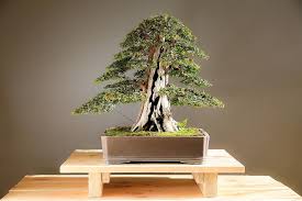 My experience with this english yew (taxus baccata) illustrates the point perfectly. Bonsai Yew Bonsai Yew Wood Plant Art Japan Culture Culture Horticulture Pikist