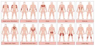 Muscle Groups Chart