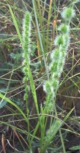 Image result for Elytrophorus spicatus