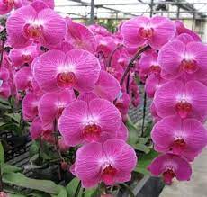 Purple Butterfly Orchid With Wire Trellis Christmasorchid Orchids Wire Trellis Orchid Flower