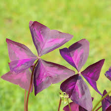 Image result for Oxalis purpurascens