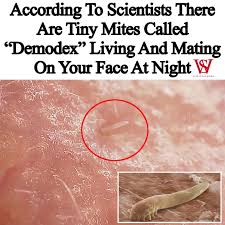 Image result for Demodex brevis