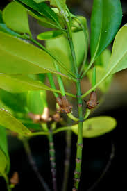 Image result for Ceriops