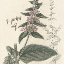 Image result for Stachys pseudonigricans
