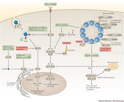 Image result for Chlamydia Trachomatis