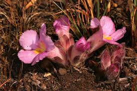 Image result for Harveya huillensis