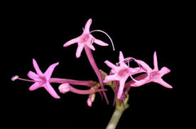 Image result for Thunbergianthus ruwenzoriensis