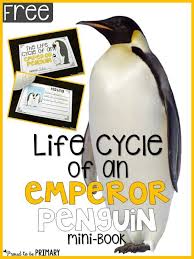 All About Penguins Fun Learning For The Primary Classroom Penguin Life Cycle Penguins Penguin Life