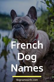 Unique French Dog Names 170 Sweet French Bulldog Names 2020 Dognames Dognamesuggestions In 2020 French Dog Names Dog Names French Bulldog Names